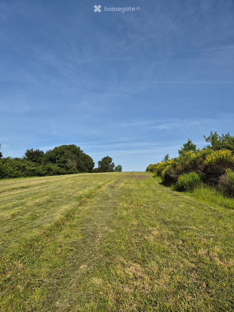 Open grassy field with patches of bare soil, surrounded by trees and shrubs under a clear blue sky.