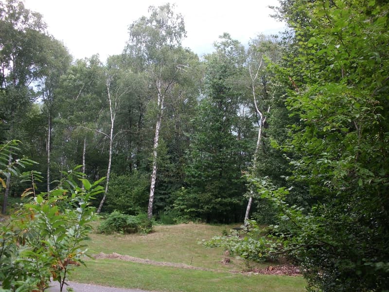 A grassy area surrounded by tall trees and dense foliage, with a small pathway visible in the foreground.
