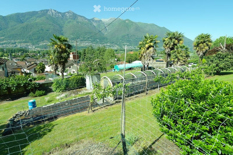 A garden area with a fenced plot, green grass, bushes, and palm trees, with a scenic mountain view in the background.