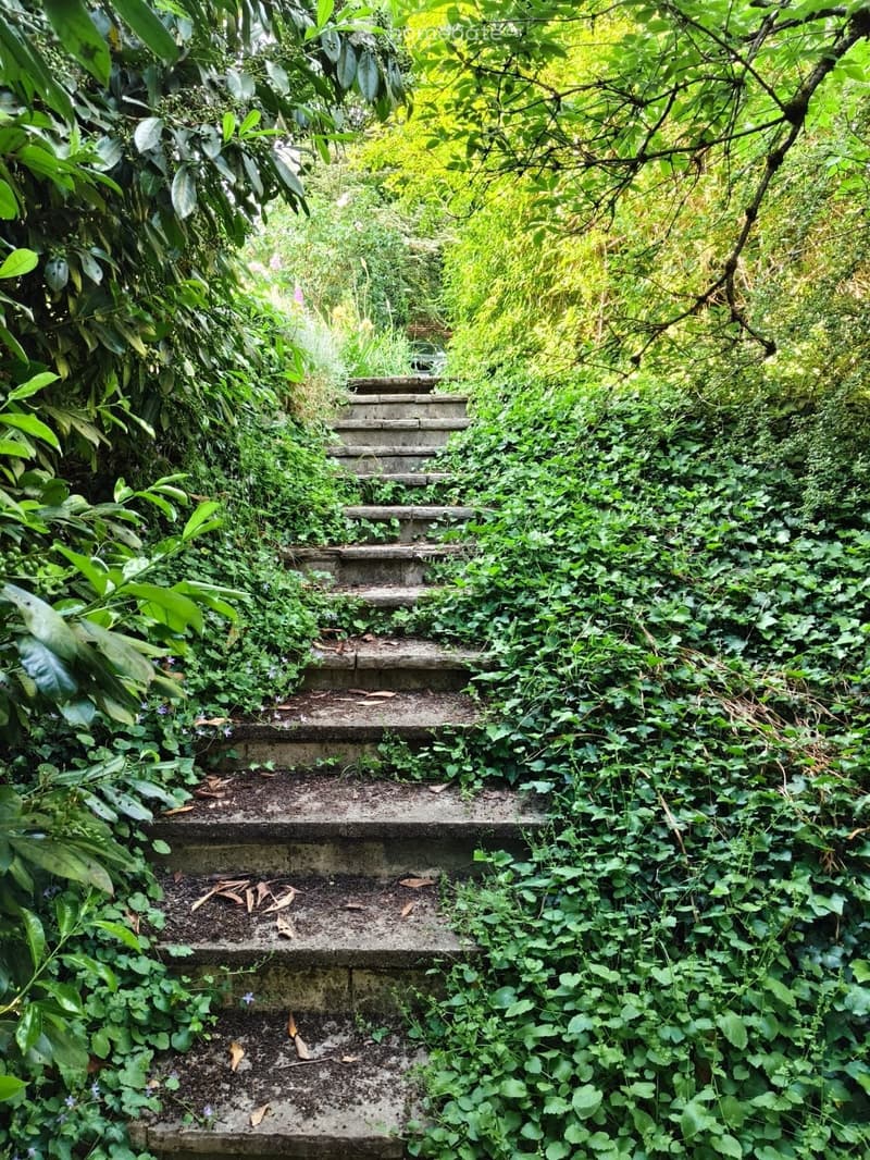 A stone staircase is overgrown with lush green vegetation, including vines and small plants, creating a natural, untamed garden setting.