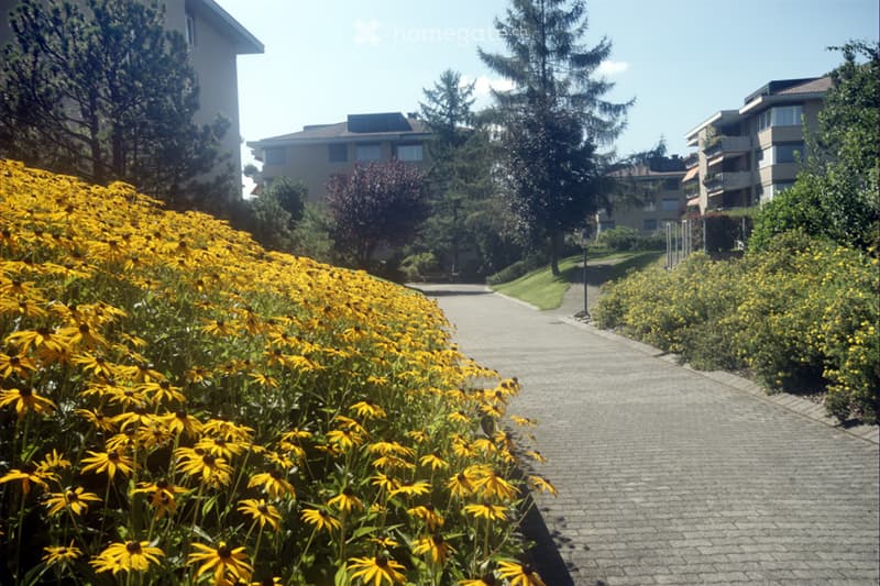A paved pathway lined with vibrant yellow flowers leads through a landscaped garden area with trees and residential buildings in the background.