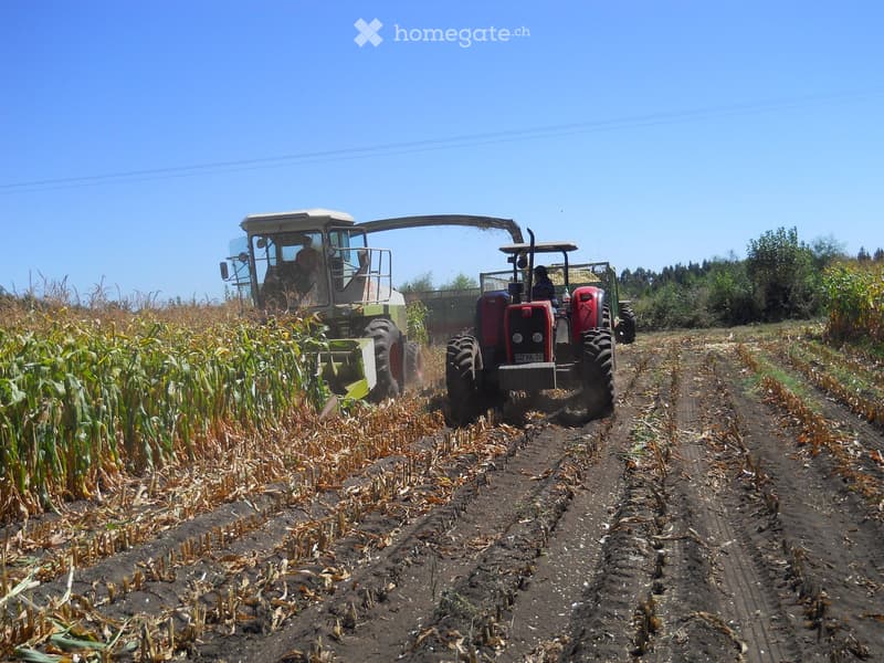 Agricultural field with corn plants, two tractors harvesting crops, clear blue sky, and distant trees.