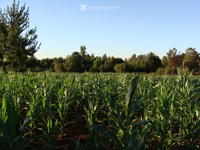 A cornfield with tall green plants, surrounded by trees and a clear blue sky.