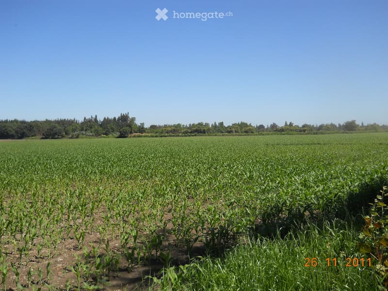 A vast agricultural field with rows of crops, surrounded by trees and a clear blue sky.