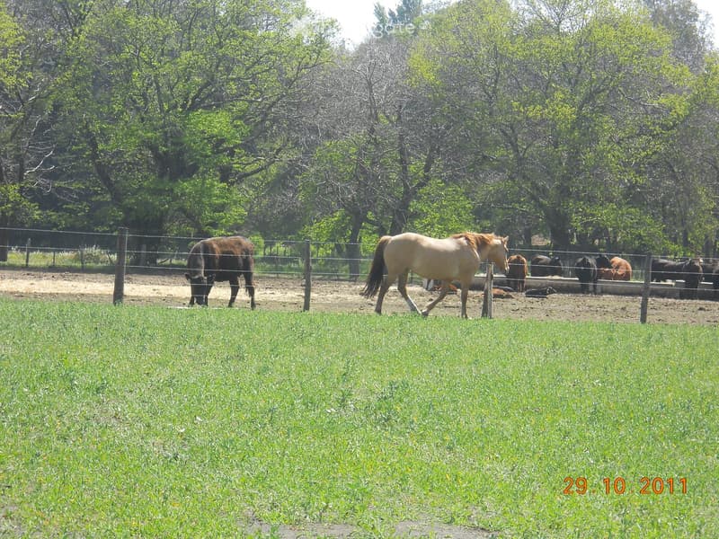 A fenced outdoor area with several horses grazing and standing, surrounded by trees and greenery.