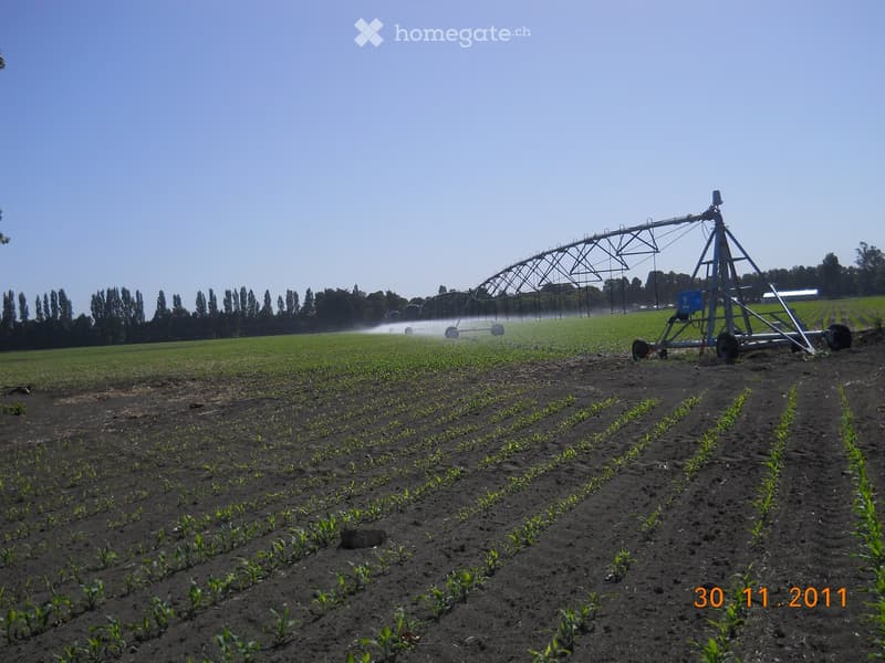 Agricultural field with irrigation system spraying water over crops, rows of young plants, and a clear sky.