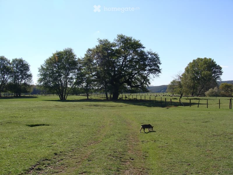 Open grassy field with scattered trees, a fence, and a dog grazing in the foreground.