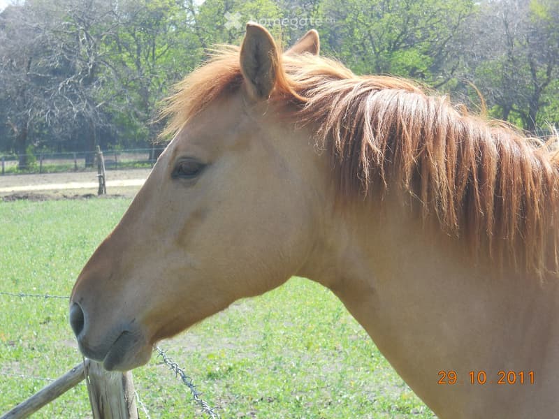 A close-up of a horse with a light brown coat and mane, standing near a wooden fence in a grassy field with trees in the background.