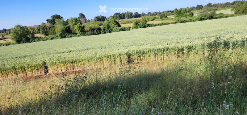 Expansive field with tall grass and crops, surrounded by trees and rolling hills under a clear blue sky.