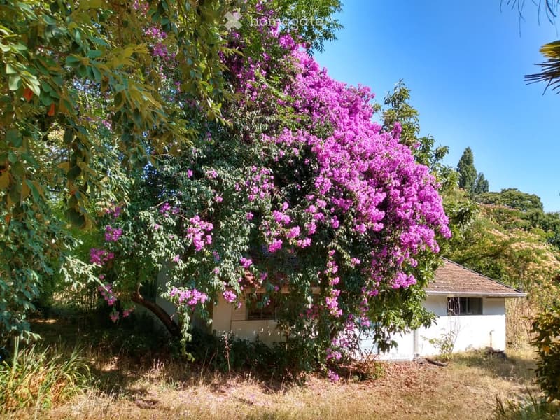 A small white house is partially obscured by a large tree adorned with vibrant pink bougainvillea flowers. The surrounding area includes dry grass and additional greenery.