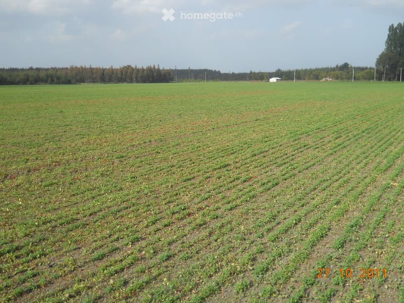 A large agricultural field with rows of crops, surrounded by a forest and a small white building in the distance.