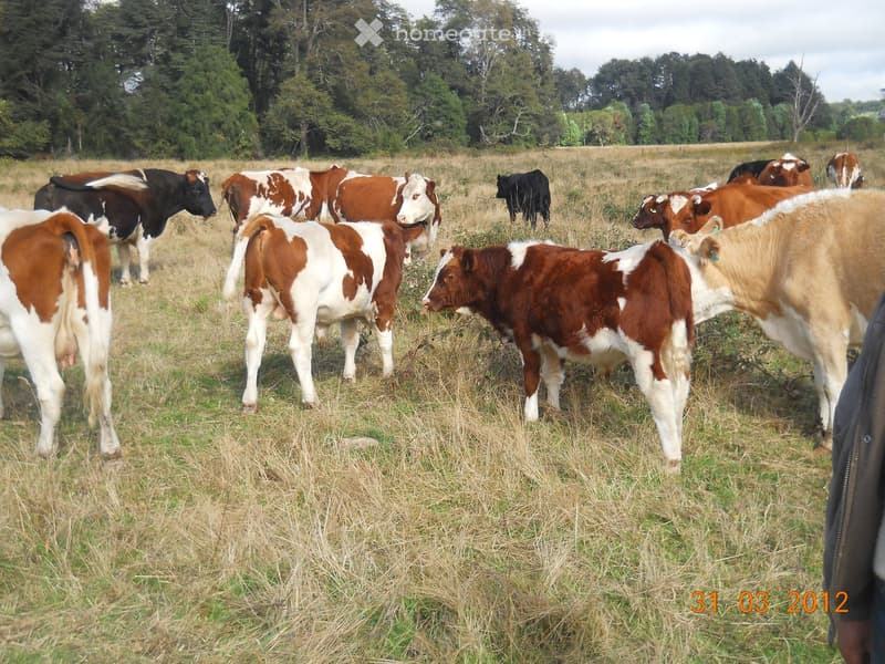 A group of cows grazing in a grassy field with trees in the background.