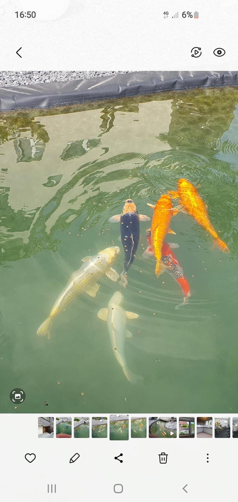 A pond with several colorful koi fish swimming in clear water, surrounded by a black liner.