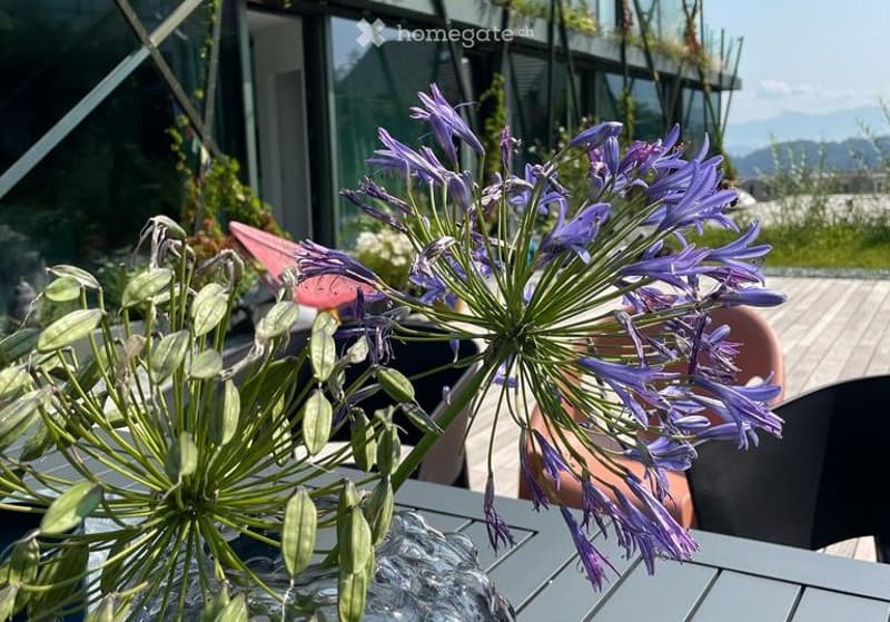 A vibrant display of purple flowers in a glass vase on a wooden table, with a modern building and scenic mountain view in the background.