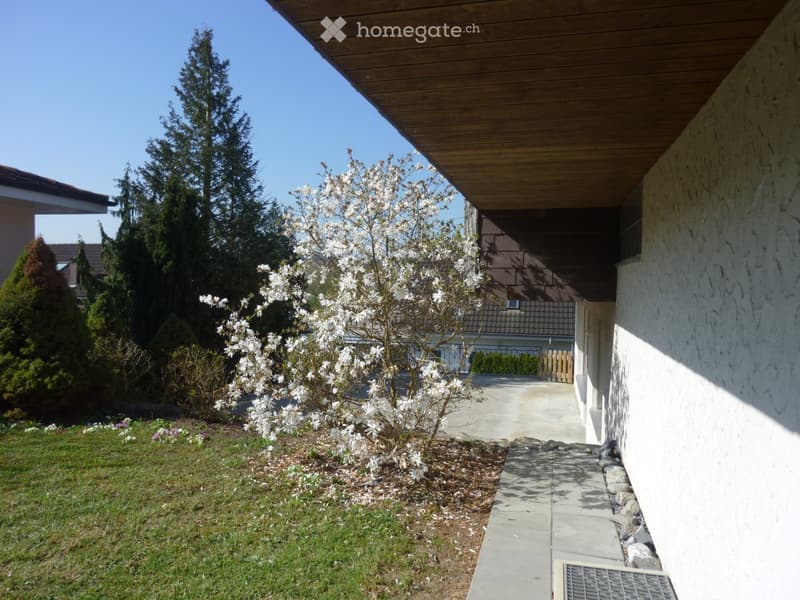 Garden area with a blooming white tree, grass, and a pathway leading to a house entrance.