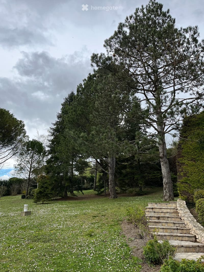 large grassy field, stone staircase, several trees