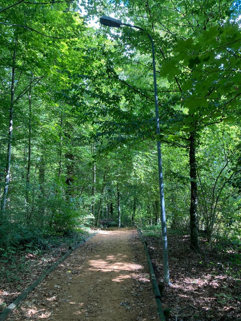 A narrow, tree-lined path surrounded by dense green foliage and undergrowth, with a streetlight on the right side.