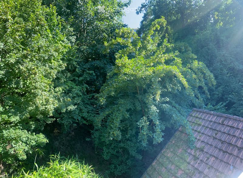 A lush, green garden with dense foliage and trees, partially obscuring a tiled roof of a building.