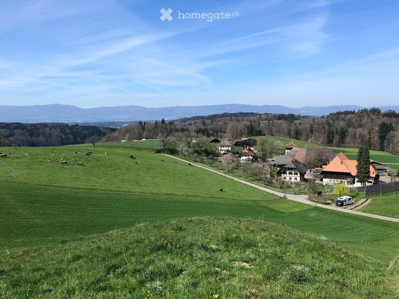 Farmland with houses, mountains, trees, cows, vehicle