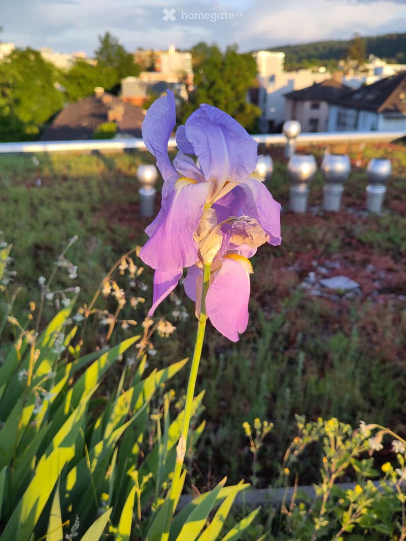 A rooftop garden with a prominent purple iris flower, surrounded by other plants and decorative spherical ornaments, with a cityscape in the background.