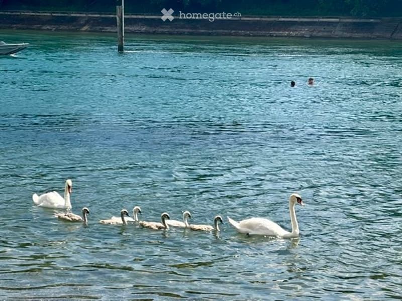 A group of swans and cygnets swimming in a calm body of water, with two people visible in the distance on the far right.