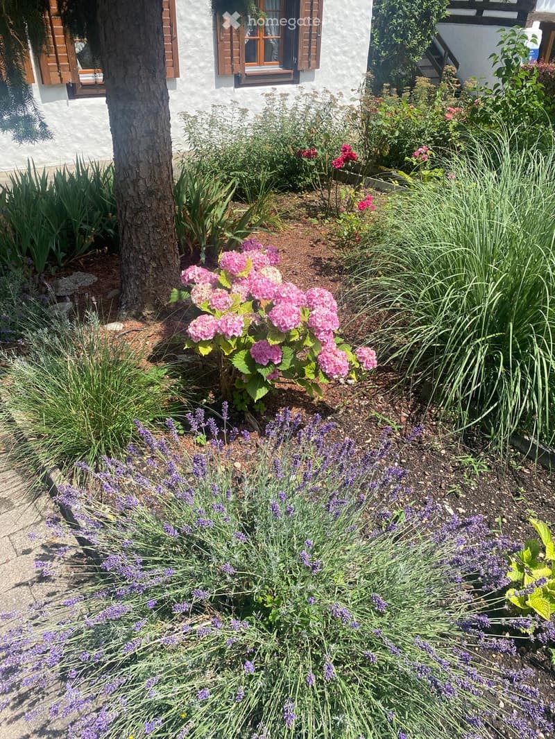 Well-maintained garden with various flowering plants, including pink hydrangeas and lavender bushes, surrounded by a tree and neatly arranged greenery.