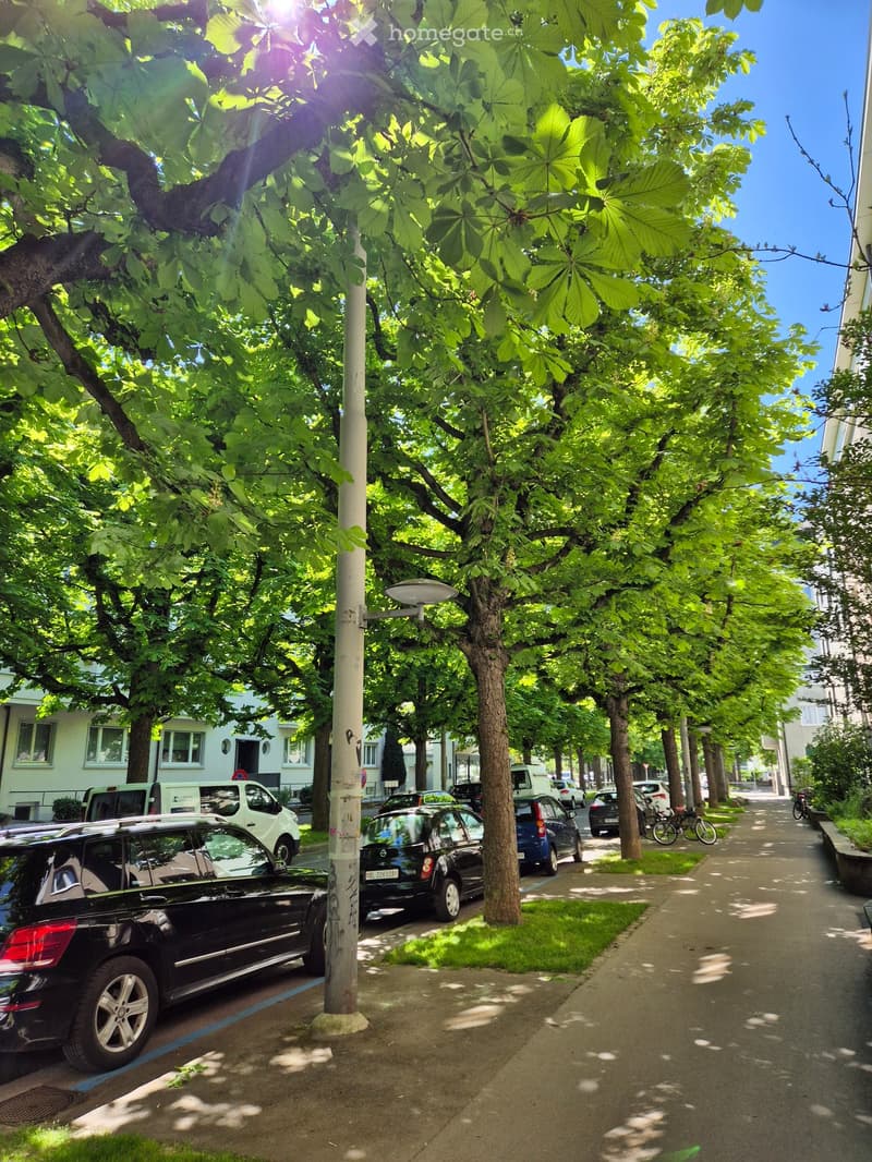 A tree-lined street with parked cars, bicycles, and a sidewalk under bright sunlight.