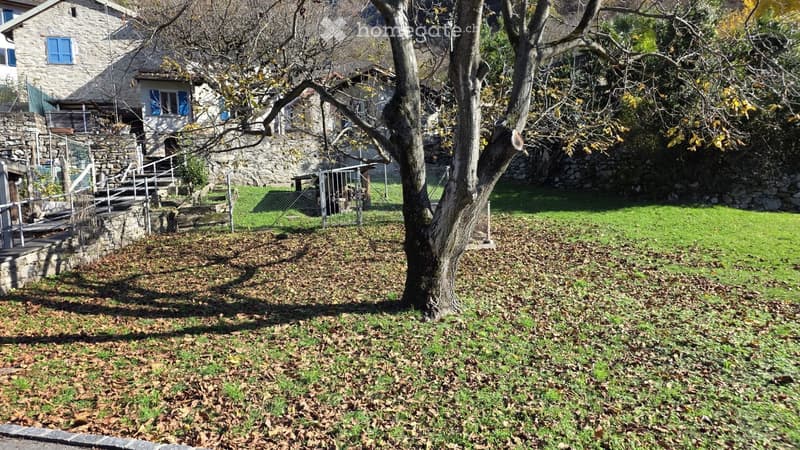 A grassy area with a single tree in the middle, stone steps leading up to a house, and a fence. The leaves are fallen on the ground.