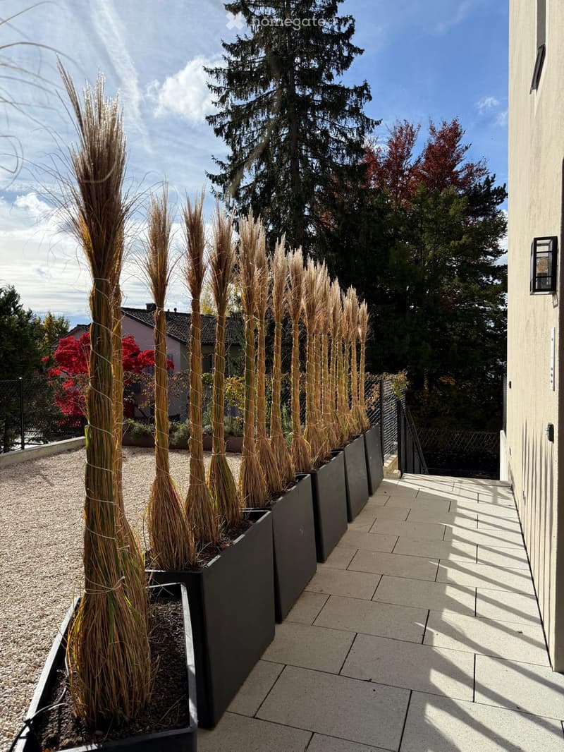 A modern outdoor area with tall, decorative plants in black planters, surrounded by gravel and trees, with a clear blue sky and a building wall visible on the right.