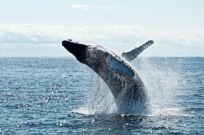 A whale breaching out of the water, with its tail flukes raised high above the ocean surface.