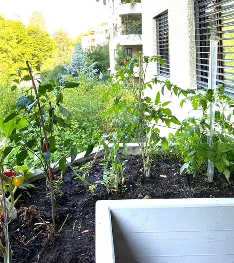Balcony garden with tomato plants, herbs, and vegetables growing in soil, with a modern building in the background.