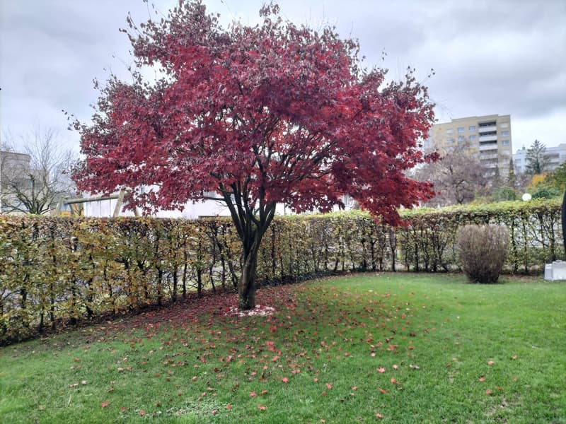 Well-maintained garden with a central red maple tree, neatly trimmed hedges, and a grassy lawn scattered with fallen leaves.