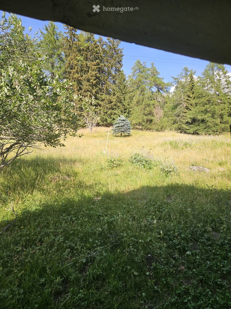 Open grassy field with scattered trees and shrubs, surrounded by dense forest, under a clear blue sky.