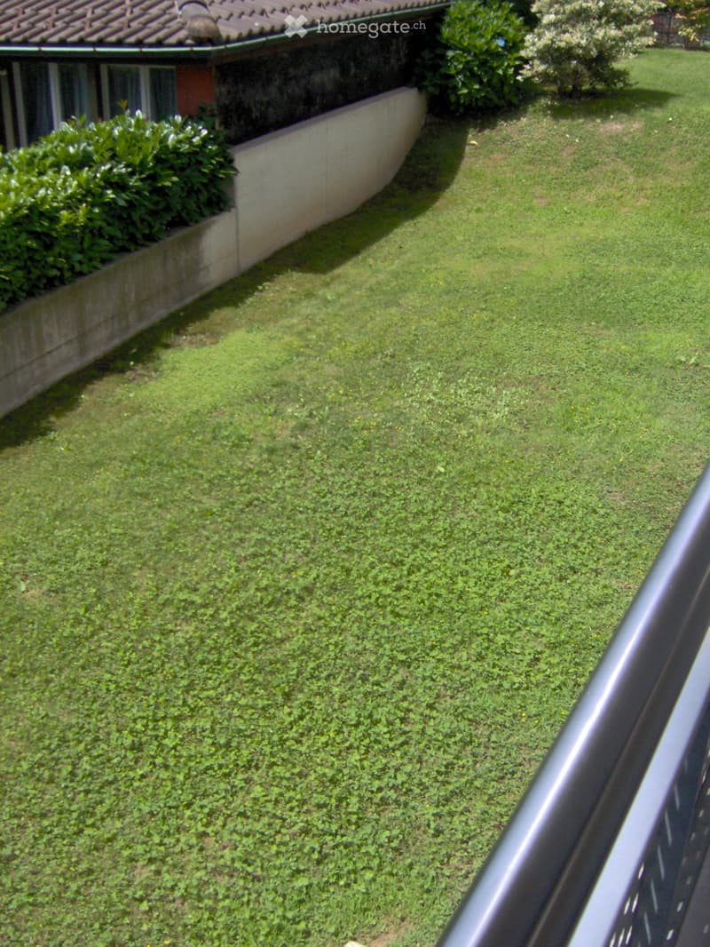 Lush green garden with a well-maintained lawn, small plants, and a low concrete wall bordering the property.