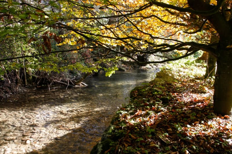 A serene forest stream surrounded by autumn foliage and trees, with sunlight filtering through the branches.