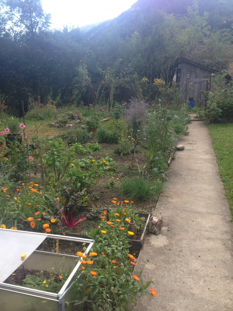 A garden with a variety of flowers, vegetables, and a small greenhouse. A concrete pathway leads through the garden, with a wooden shed visible in the background.
