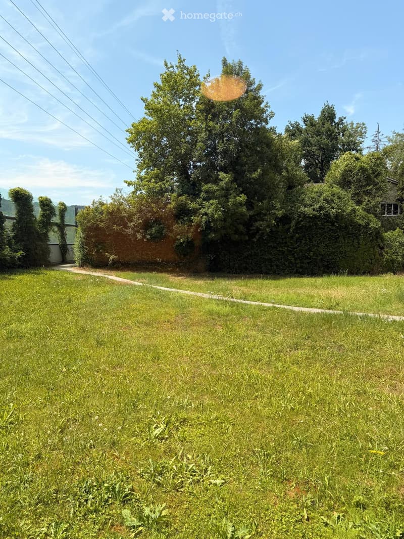 Lush green lawn with a gravel pathway leading to a brick wall covered in ivy, surrounded by tall trees and a clear blue sky.