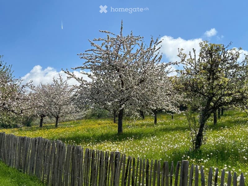 A blooming orchard with rows of cherry trees in full bloom, surrounded by a wooden fence and a field of wildflowers and dandelions under a clear blue sky.