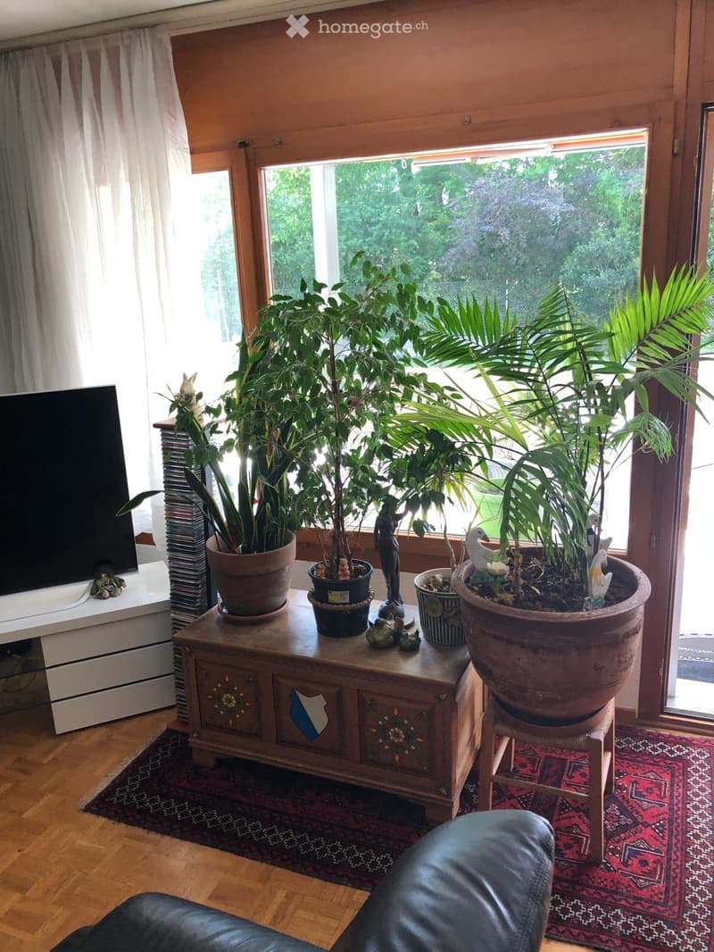A cozy living room with wooden flooring, a large window with white curtains, and a mix of potted plants on a wooden table. A leather sofa is partially visible, and a television sits on a white stand.