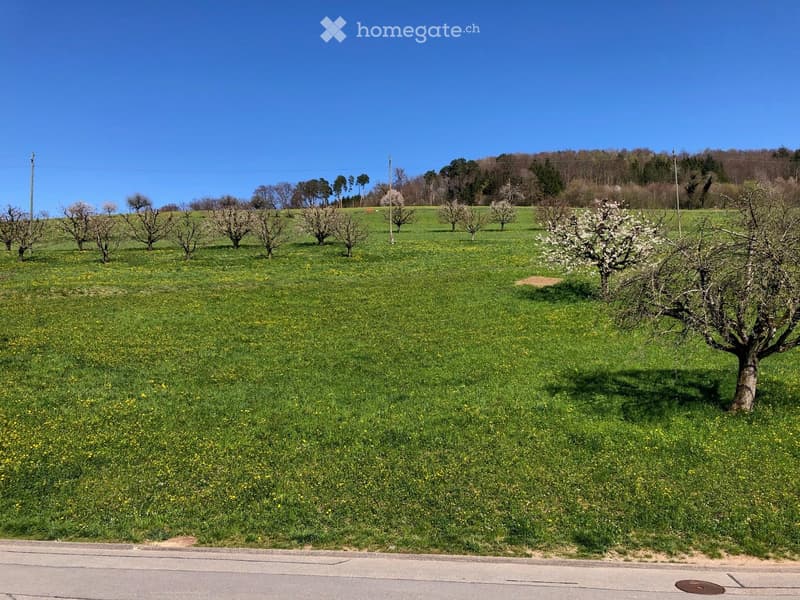 A wide, open field with scattered fruit trees and a mix of green grass and yellow flowers, under a clear blue sky.