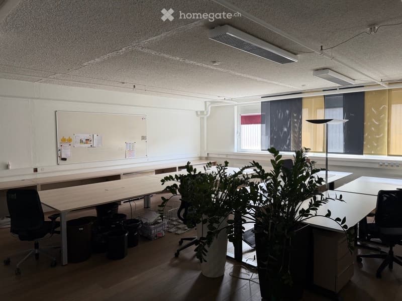 Bright, modern office space with wooden tables, black office chairs, large potted plants, and a whiteboard on the wall.