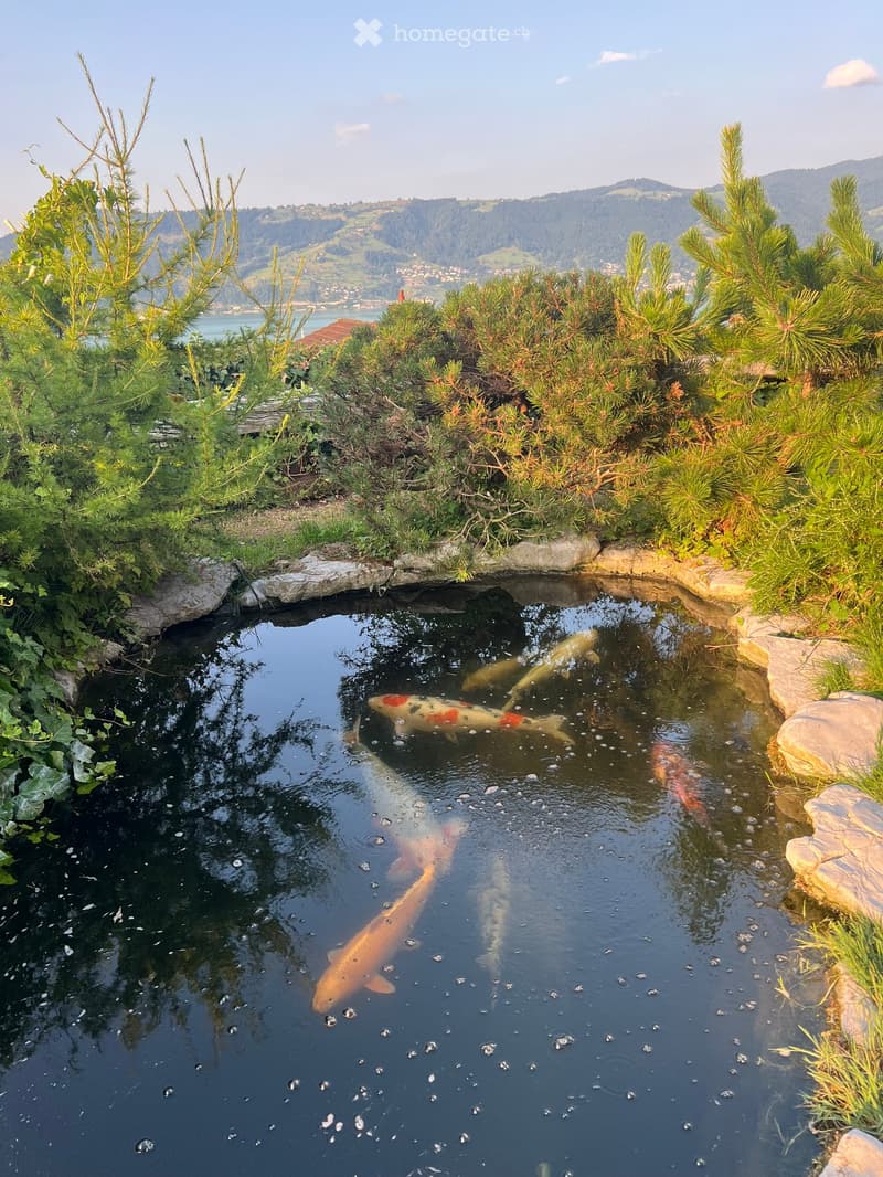 A serene garden pond with several colorful koi fish swimming among bubbles, surrounded by lush greenery and rocks, with a scenic mountain view in the background.
