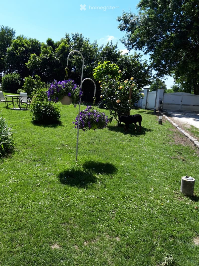 Well-maintained garden with green grass, flowering plants, hanging baskets, outdoor furniture, and a dog walking on the lawn.