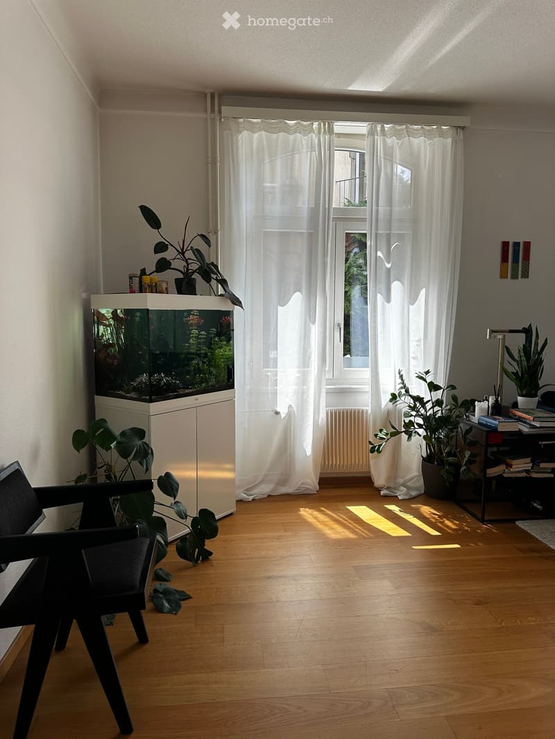 A modern living room with wooden flooring, large window with white curtains, a fish tank, a black chair, and several potted plants.