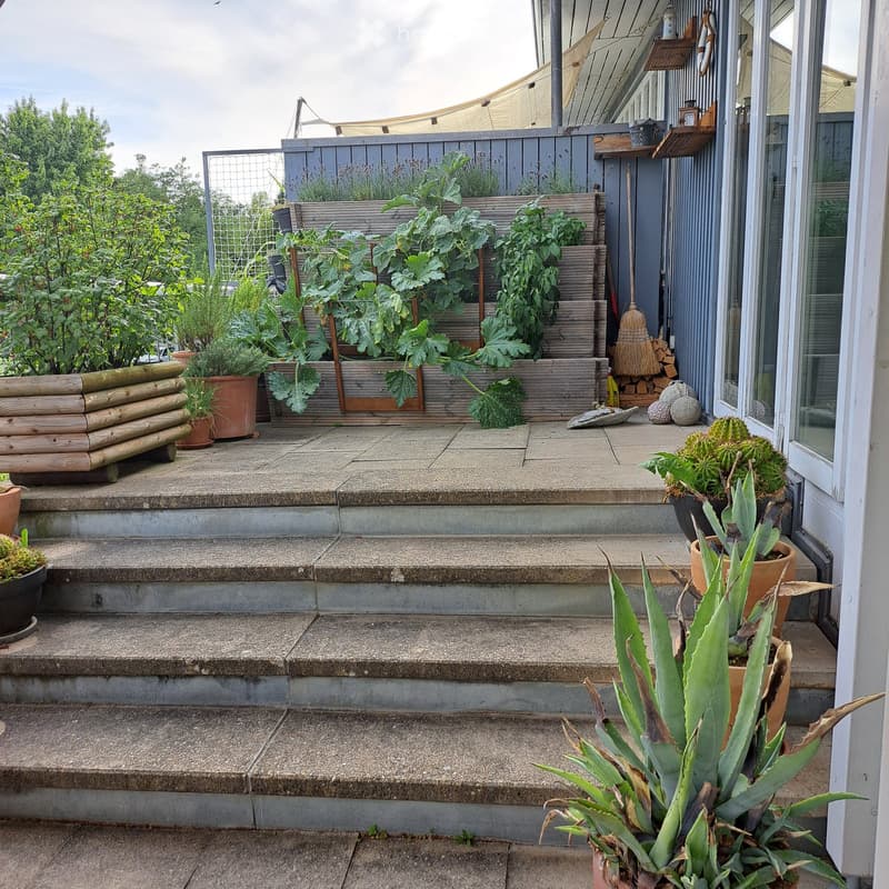 A well-maintained garden area with various potted plants, including succulents and leafy greens, arranged on a concrete patio. The space features a wooden bench, a raised garden bed, and a small staircase leading to a higher level.