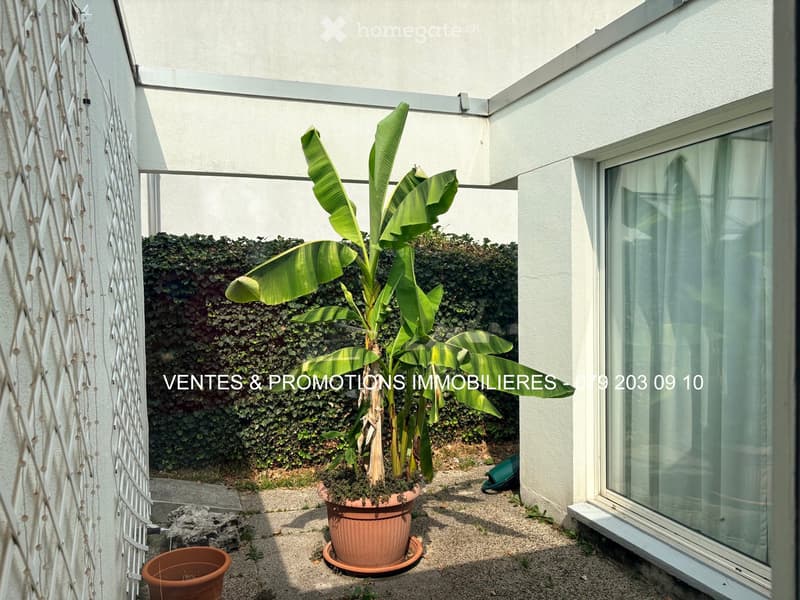 A small outdoor area with a large potted banana plant, a smaller potted plant, a stone sculpture, and a white lattice fence. The area is bordered by a hedge and has a modern building in the background.
