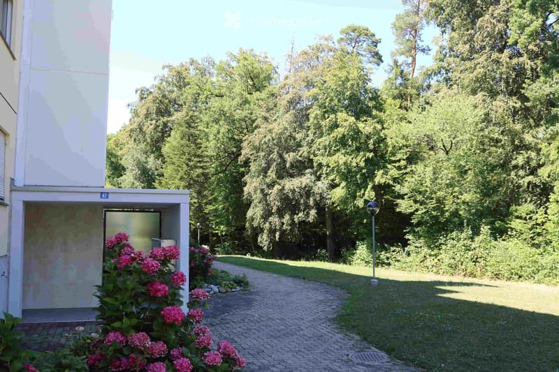 Garden area with a paved pathway, lush green trees, and flowering shrubs near a building entrance.