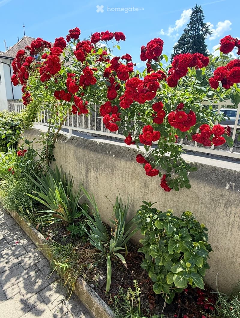 Garden with red roses climbing on a white fence, green plants, and a stone wall.