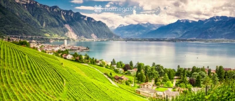 A panoramic view of a scenic landscape featuring a lake surrounded by mountains, with vineyards and small houses along the shore.