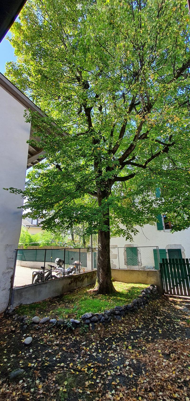 Garden area with a large tree, stone border, mulch, and a fence surrounding the property.